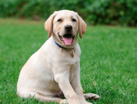 Dog sitting on grass