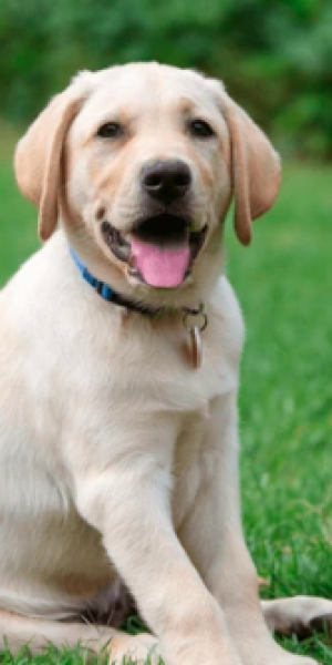 Dog sitting on grass